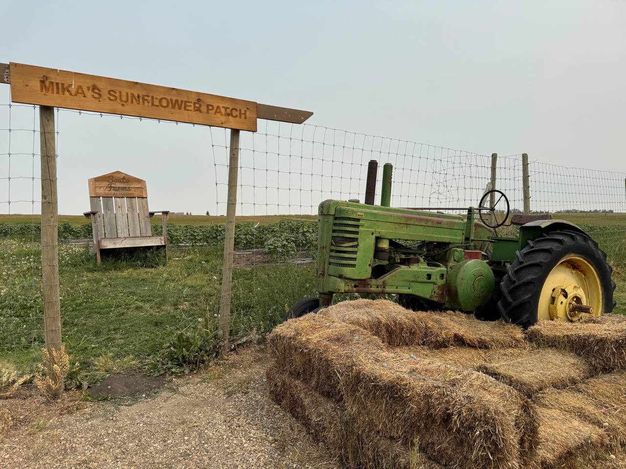 A vintage green tractor beside the sunflower patch at Souto Farm Market